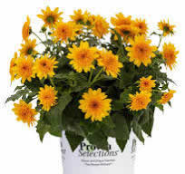 Double Sundflower